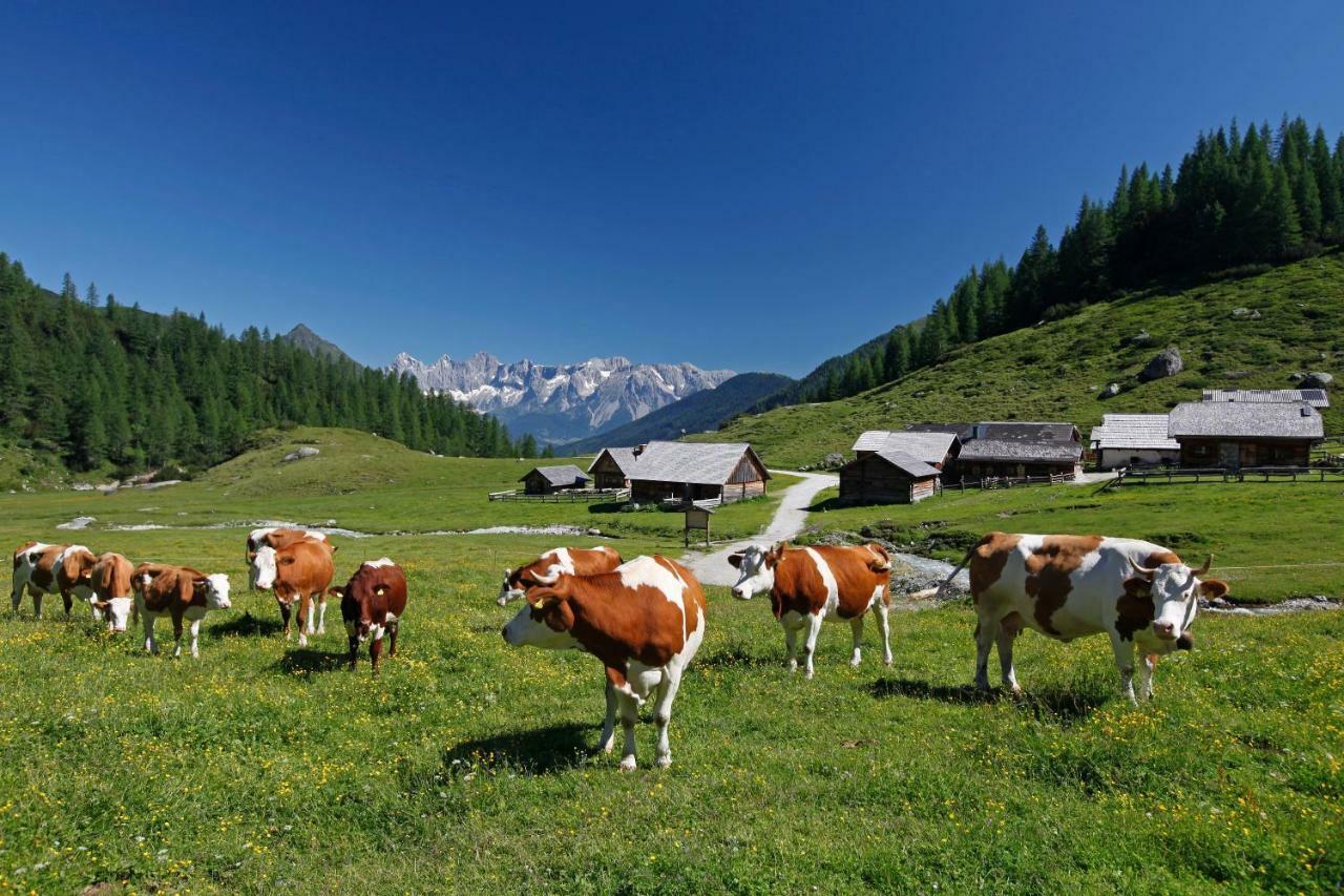 Schieplechnerhof Διαμέρισμα Schladming Εξωτερικό φωτογραφία